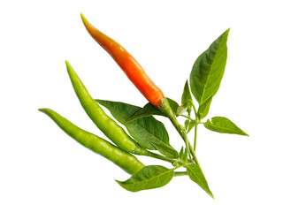 chili peppers on a white background