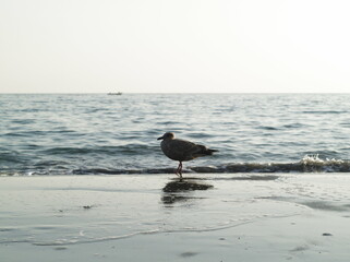 ビーチのカモメ