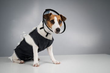 Dog jack russell terrier in a blanket and a conical collar after surgery on a gray background. Copy space. 