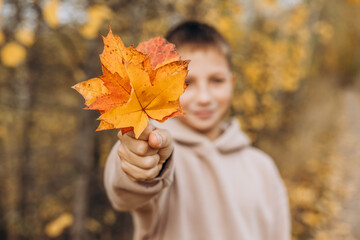 Portrait of smiling teenager boy holding yellow autumn maple leaf in his hand. Happy child walking in autumn park. Smiling schoolboy having fun outdoors. Selective focus