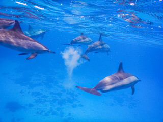 many dolphins swim by while snorkeling in the red sea