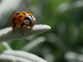 Coccinelle sur une feuille