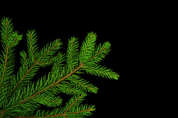 Quality isolated green spruce on black background for your design. Christmas tree. Branch with needles