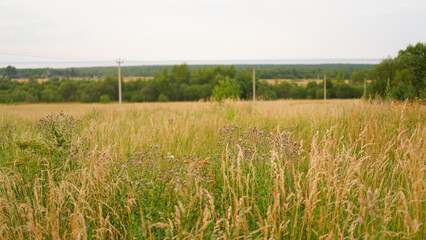 Beautiful landscape field on a summer day. Rural scene