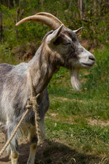 A cute feeding goat in gray and orange color grazing in the meadow