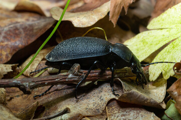 Carabus coriaceus is a species of beetle widespread in Europe, where it is primarily found in deciduous forests and mixed forests.