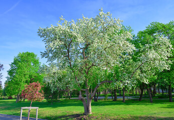 Blooming apple trees in the park