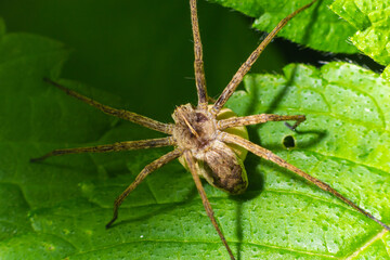 A nursery web spider Pisaura mirabilis seen carrying her egg sac in July