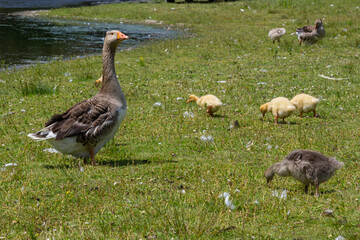 Egyptian goose family in the wild. The female, male and goslings of the Egyptian goose are resting in the grass. Adult goose with goslings. Spring brood. Cute fluffy goslings