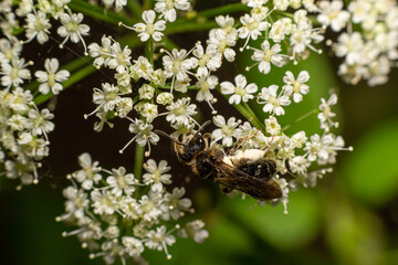 Bee Gathering Pollen from a White Flower on a Summer Day. close up
