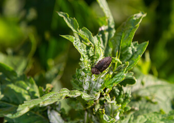 Agrypnus murinus is a click beetle a species of beetle from the family of Elateridae. It is commonly known as the lined click beetle. It larvae are important pest in soil of many crops