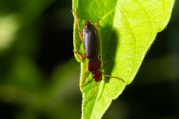 copper colored ground beetle on grass in a natural environment. summer, dream day