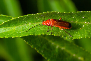 Rhagonycha fulva, the common red soldier beetle on a leaf of grass. Macro shot, beautiful blurred background