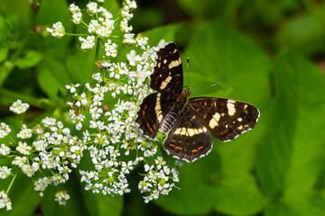 Top view close-up on the wings of the Map butterfly, araschnia levana, in summer outfit. The map two annual broods look very different. This summer brood are black with white markings
