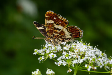 Top view close-up on the wings of the Map butterfly, araschnia levana, in summer outfit. The map two annual broods look very different. This summer brood are black with white markings