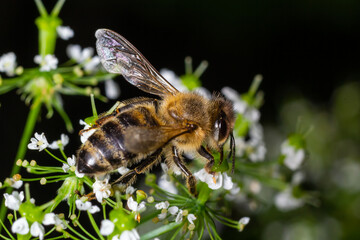 Bee Gathering Pollen from a White Flower on a Summer Day. close up