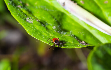 A dangerous parasite and infection carrier mite sitting on a green leaf