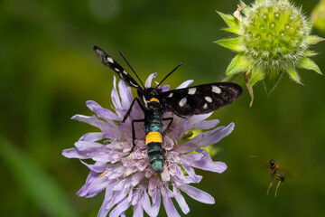 Close up of a nine spotted moth Amata phegea with spread wings