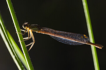 A blue featherleg damselfly, Platycnemis pennipes, resting on a plant, sunny day in summer