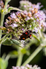 Closeup on a small Mirid bug, Deraeocoris ruber , hanging on a green leaf in the garden