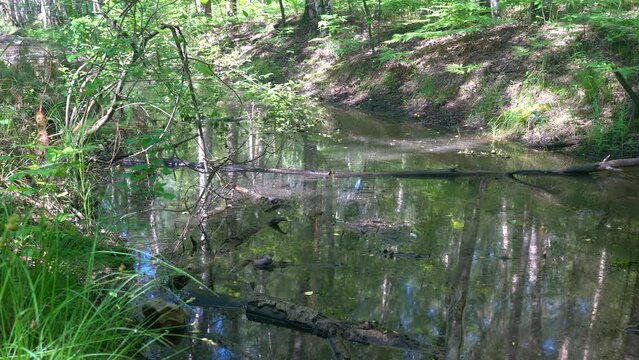 Duck with ducklings on a forest pond. A green forest with a swamp. Nature and the inhabitants of the forest.