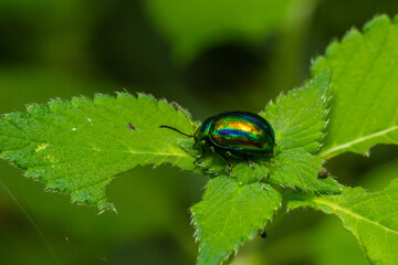 The beetle Chrysolina fastuosa close up pictures on the green leaves