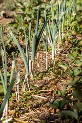 Obraz premium Au potager - gros plan sur un rang de poireau entouré de rangs de fraisiers