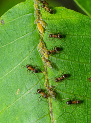 Ants collecting honeydew from greenflies aphids on a plant stem