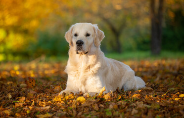 Beautiful golden retriever laying in the autumn leaves