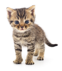 Kitten on white background.