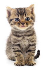 Kitten on white background.