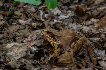 Common frog or grass frog Rana temporaria brown leaves