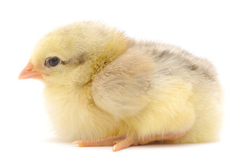 Small yellow chicken