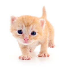 Kitten on white background.