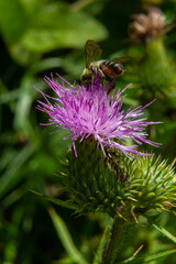 Bee on lesser burdock bud close-up view with selective focus on foreground