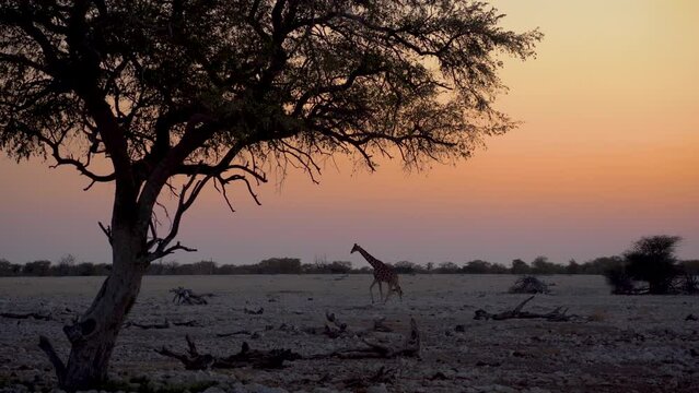 Giraffe walking at sunset at Okaukuejo camp waterhole in the Etosha National Park in Namibia in Africa.