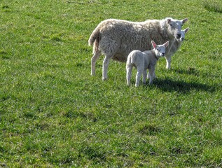 Fototapeta premium Sheep on a grassy field. Ewe and two lambs look forward on green, grassy field. Copy space.