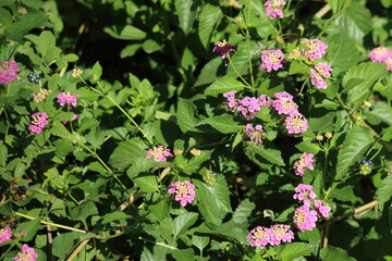Lantana is a genus of about 150 species of perennial flowering plants in the verbena family,...