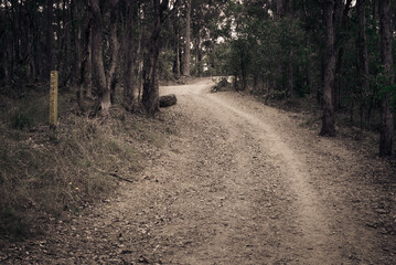 A walk in the forest on lonely track road wit curve