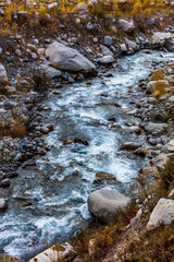 stream in the forest