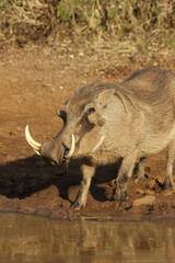 Warthog, Pilanesberg National Park, South Africa