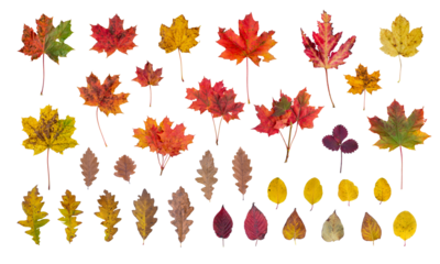 Isolated autumn leaves PNG transparent