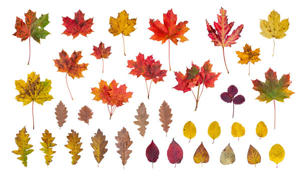 Isolated autumn leaves PNG transparent