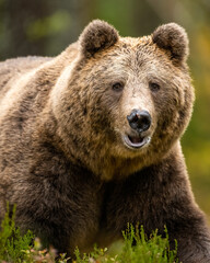 Brown bear closeup in the forest at fall