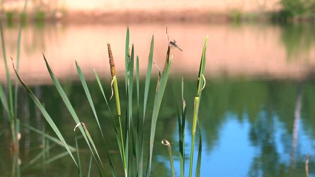 Reeds and sedge on the background of the water surface of a forest lake. A dragonfly is sitting on a reed. The reflecting blue sky in the green water surface. A swaying sedge and a dragonfly flying of