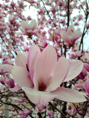 Obraz premium Blooming magnolia in the center of Kharkov, Ukraine