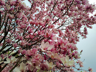 Blooming magnolia in the center of Kharkov, Ukraine
