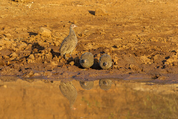 Natal Francolin, Pilanesberg National Park, South Africa