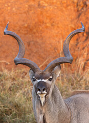 Kudu Bull, Pilanesberg National Park, South Africa