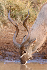 Kudu Bull drinking water, Pilanesberg National Park, South Africa